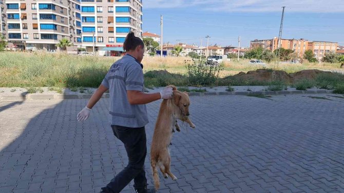 İ̇zmir’de Zehirlenen Kedi Ve Köpekler Telef Oldu