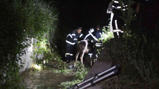 Ahıra Girenlerden Korkup Dereye Atlayan Buzağılara İtfaiyeden Zorlu Kurtarma