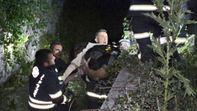 Ahıra Girenlerden Korkup Dereye Atlayan Buzağılara İtfaiyeden Zorlu Kurtarma