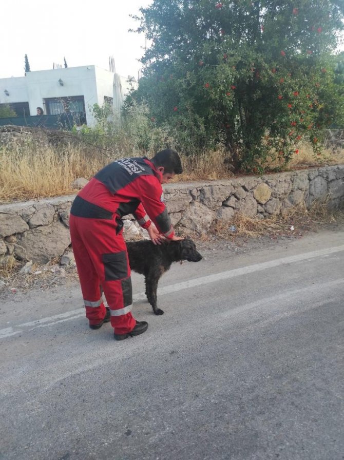 Kuyuya Düşen Köpek Kurtarıldı