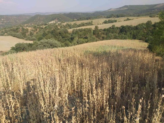 Yasadışı Ekilen 160 Bin Kök Haşhaş Ele Geçirildi