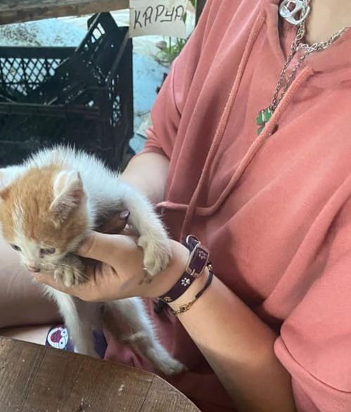 İ̇tfaiye Ekipleri, Yanan Evi Söndürmek Ve İçeride Bulunan Kedi Yavrusunu Kurtarmak İçin Seferber Oldu