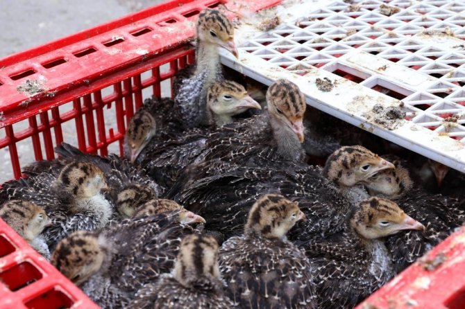 Ordu’da Çiftçilere Hindi Palazı Dağıtıldı