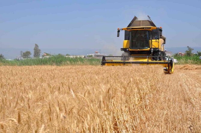 Buğdayı Savaş Da Kuraklık Da Vurdu