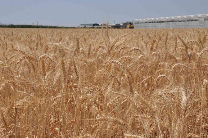 Buğdayı Savaş Da Kuraklık Da Vurdu