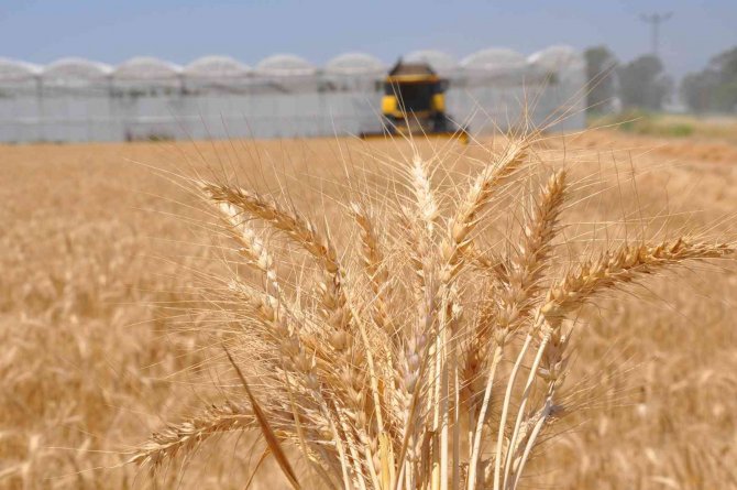 Buğdayı Savaş Da Kuraklık Da Vurdu