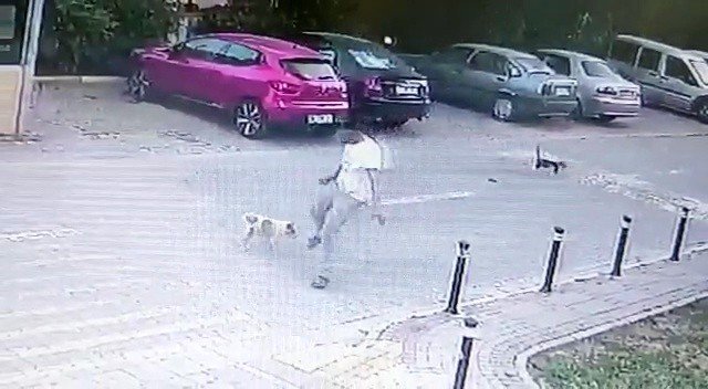Yolda Yürürken Sebepsiz Yere Köpeğe Tekme Attı, O Anlar Kamerada