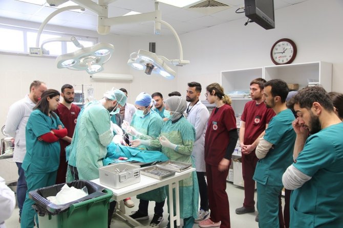 Bingöl’den Getirilen K9 Cinsi Köpek Sivas’ta Ameliyat Edildi