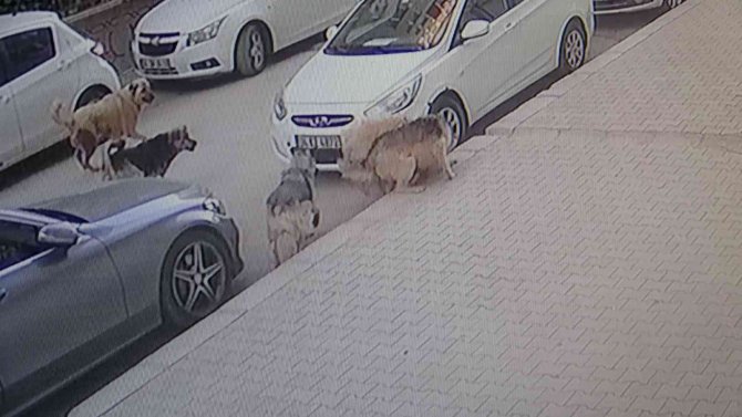 Van’da 5 Köpek Kediyi Parçalayarak Öldürdü
