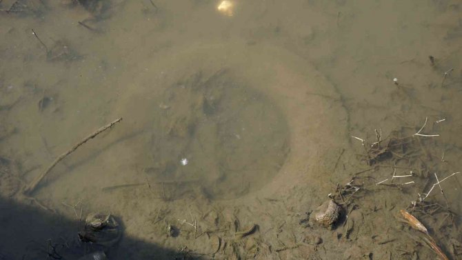 Tunca Nehri Adeta Bataklığa Döndü