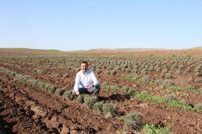 Bu Ürün Dünyada Da İlgi Görüyor, Siirt’te Yetiştirilmeye Başlandı