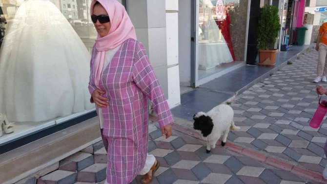 Bebek Gibi Büyüttüğü Kuzusu Peşinden Ayrılmıyor