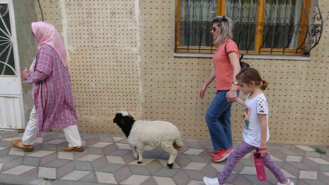 Bebek Gibi Büyüttüğü Kuzusu Peşinden Ayrılmıyor