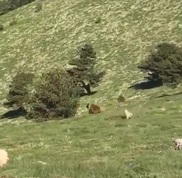 Kangal Köpeği Ayıdan Sürüyü Böyle Kurtardı