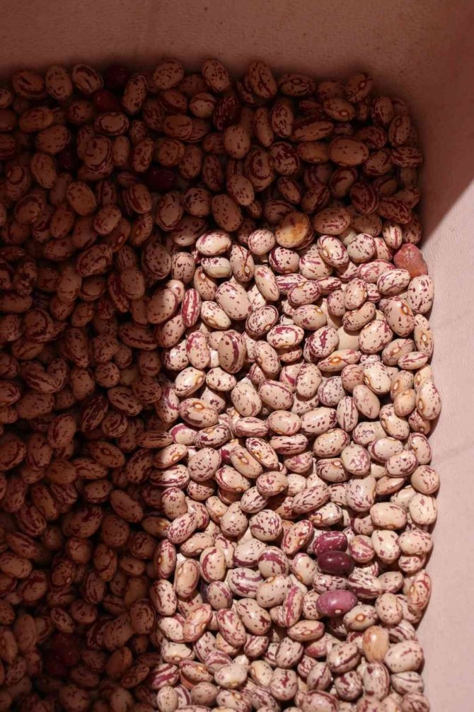 Niğde’de Fasülye Ve Barbunya Ekimi Başladı