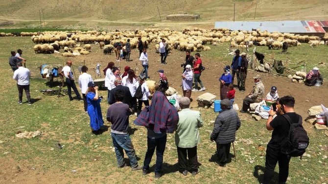 Ünlü Aşçılar Yaylada Koyun Sağdı