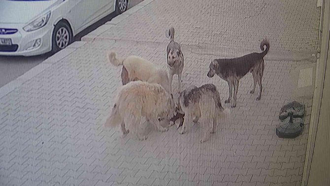 Van’da 5 Köpek Kediyi Parçalayarak Öldürdü