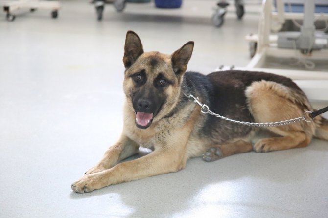 Bingöl’den Getirilen K9 Cinsi Köpek Sivas’ta Ameliyat Edildi
