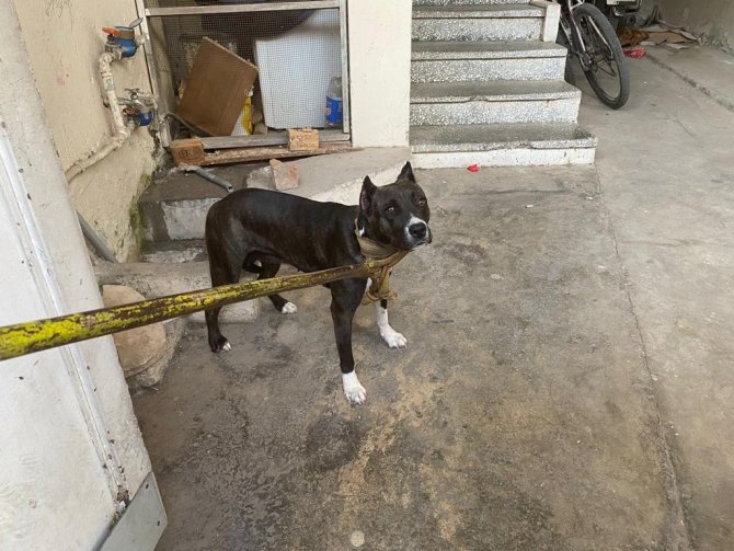 Adana’da 6 Ayda 80 Kişiye 549 Bin 613 Lira Yasaklı Köpek Cezası