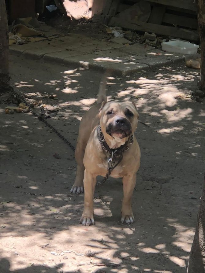 Adana’da 6 Ayda 80 Kişiye 549 Bin 613 Lira Yasaklı Köpek Cezası