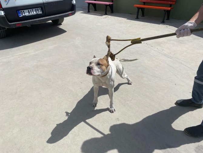 Adana’da 6 Ayda 80 Kişiye 549 Bin 613 Lira Yasaklı Köpek Cezası