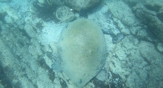 Ünlü Profesörden Isıran Caretta Carettaler İçin ’Elle Beslemeyin’ Uyarısı