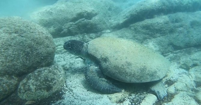 Ünlü Profesörden Isıran Caretta Carettaler İçin ’Elle Beslemeyin’ Uyarısı