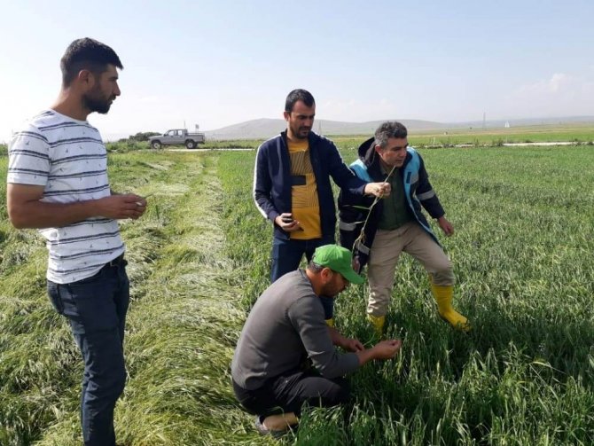 Altıntaş’ta Etkili Olan Dolu Ekili Alanlarda Zarara Yol Açtı