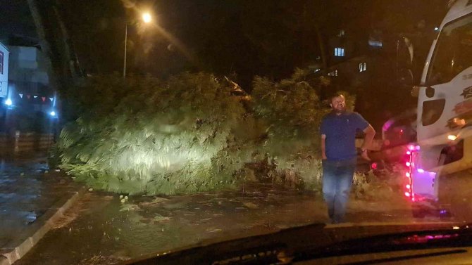 Nazilli’de Ağaçlar, Rüzgara Dayanamadı
