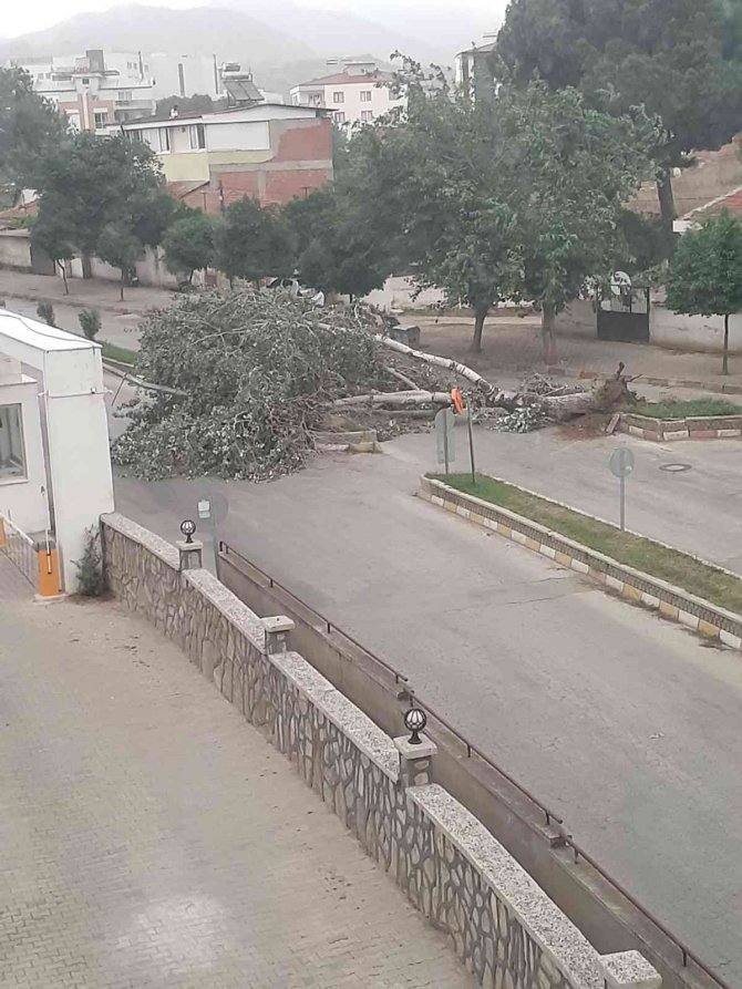 Nazilli’de Ağaçlar, Rüzgara Dayanamadı