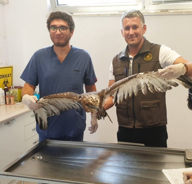 Yaralı Bulunan Yılan Kartalı Tedavi Edildi