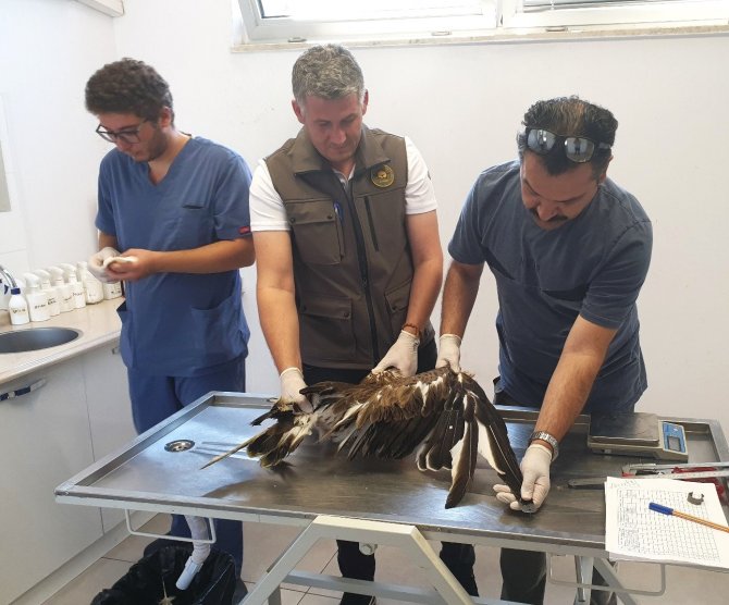 Yaralı Bulunan Yılan Kartalı Tedavi Edildi