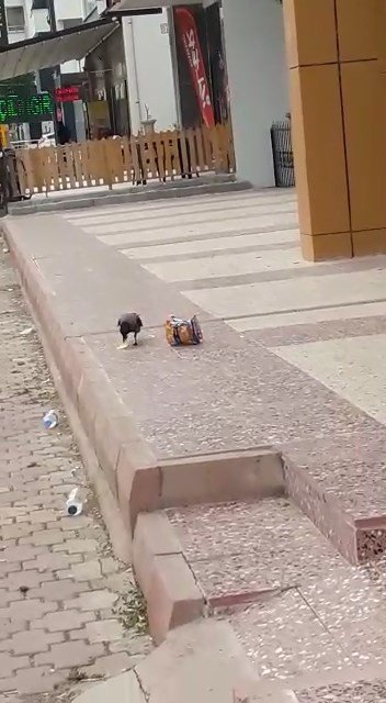 Cips Hırsızı Karga Kameralara Yakalandı