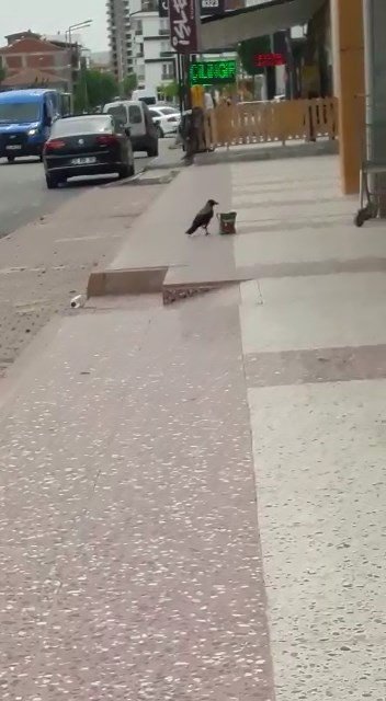 Cips Hırsızı Karga Kameralara Yakalandı