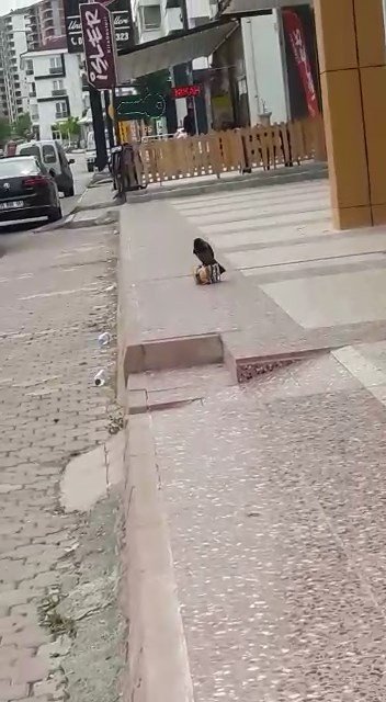 Cips Hırsızı Karga Kameralara Yakalandı