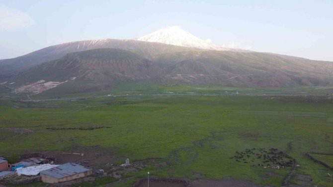 Iğdır’da Yeşeren Meralar Koyun Sürüleriyle Şenlendi