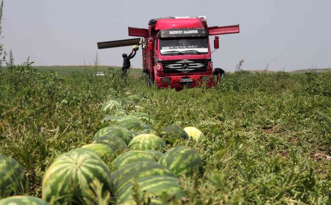 İ̇yi Karpuz Nasıl Olmalı? Çiftçiler Kelek Karpuza Karşı Uyardı