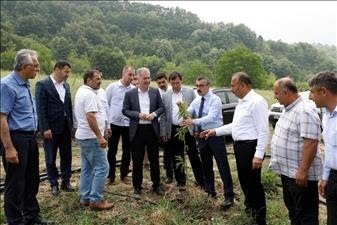 Kestane Yeniden Eski Günlerine Dönecek