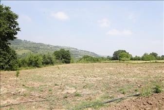 Kestane Yeniden Eski Günlerine Dönecek