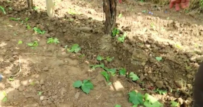 Manisa’da Üzüm Bağlarını Dolu Vurdu