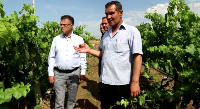 Manisa’da Üzüm Bağlarını Dolu Vurdu