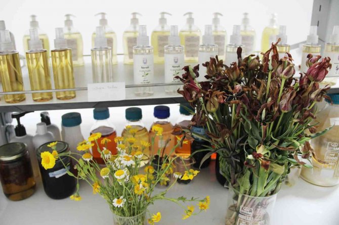 Türkiye’nin İlk Tıbbi Aromatik Bitki Dijital Kütüphanesi Kuruluyor