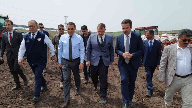 Selim Ovası Ayçiçeği İle Buluştu