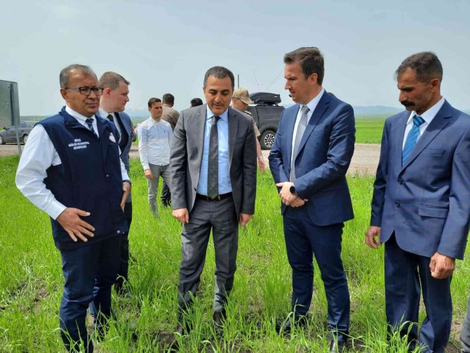 Selim Ovası Ayçiçeği İle Buluştu