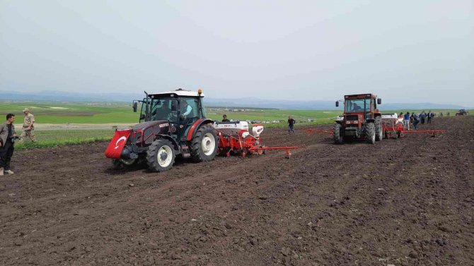 Selim Ovası Ayçiçeği İle Buluştu