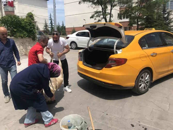Sokak Köpeği ’Kocakız’ İçin Vatandaşlar Seferber Oldu