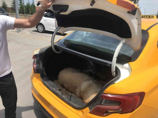 Sokak Köpeği ’Kocakız’ İçin Vatandaşlar Seferber Oldu