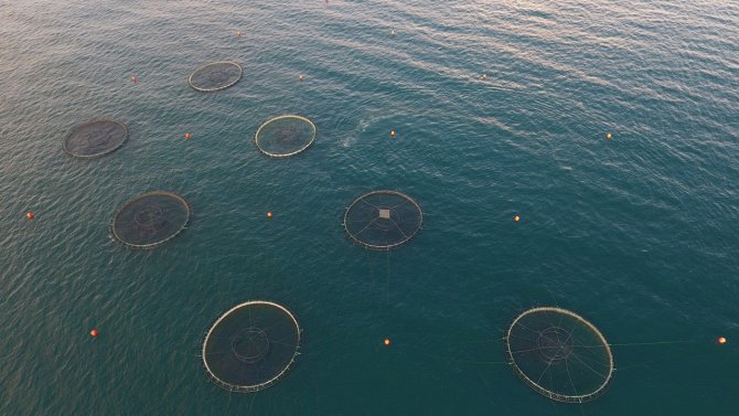 Türk Somonunun Başkenti Olmayı Hedefleyen Sinop’tan 80 Milyon Dolarlık İhracat