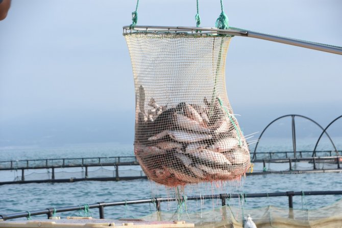 Türk Somonunun Başkenti Olmayı Hedefleyen Sinop’tan 80 Milyon Dolarlık İhracat