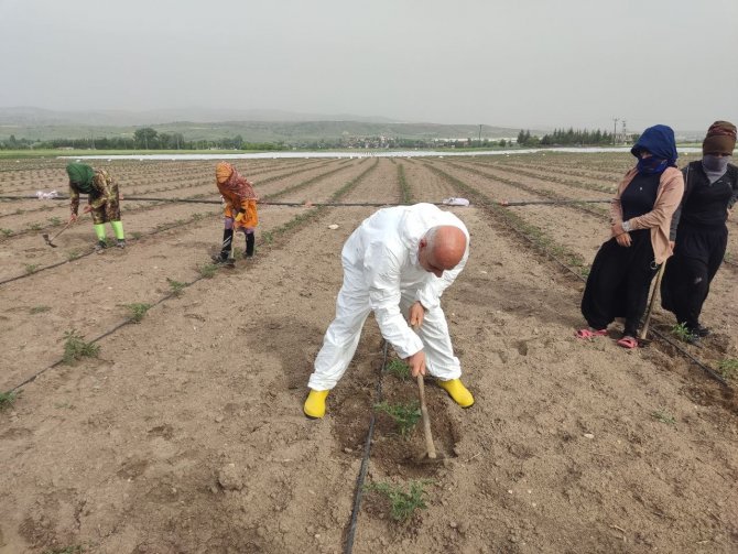 Bakan Kiriçci Kahramankazan’ı Ziyaret Etti, Tarlada Çapa Yaptı